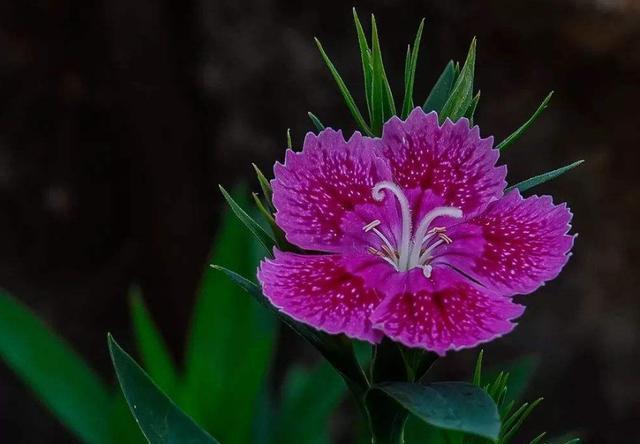 人见人爱|适合养在阳台的3种花,颜色丰富花期超长,开花爆盆人见人爱