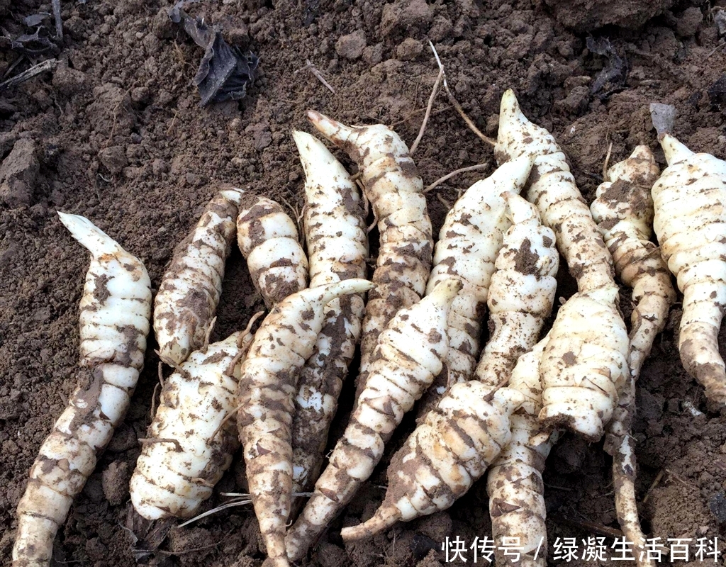  种植■土地里的“人参”价值大，专家大力推广，农民为何不愿意