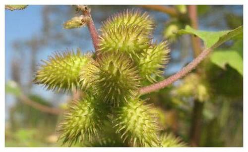 农村带刺的野果子，植株还能治感冒，70后都认识，你们见过吗