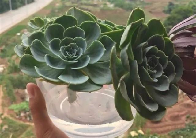  「图片作者」黑腐病，多肉界的癌症，早期可治疗，中期得截肢，晚期说拜拜