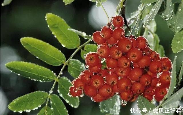  [雷电]七度灶是花亦是果，雷电树坚固不懈心