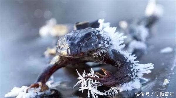 男子在结冰的湖面上溜冰,往湖面下一看,竟让他差点吓到心脏病发