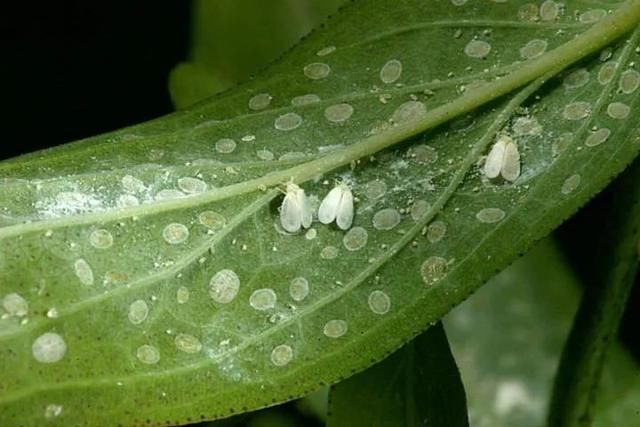  『植物的叶片』预防植物感染虫害要掌握几个技巧，否则容易感染这8种常见害虫