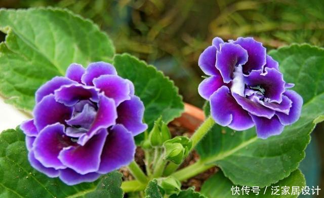 「养花」养花就养3种“贱养”的,现在正是养护的好时候,开花量大花期长