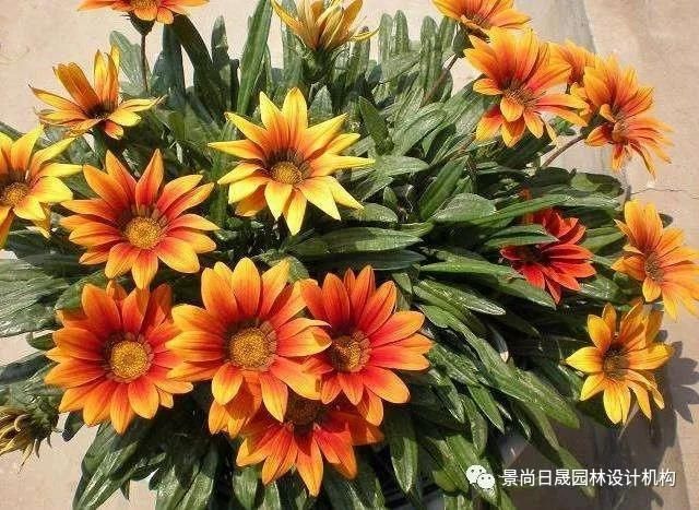 『适合』适合庭院种植的27种常用宿根花卉