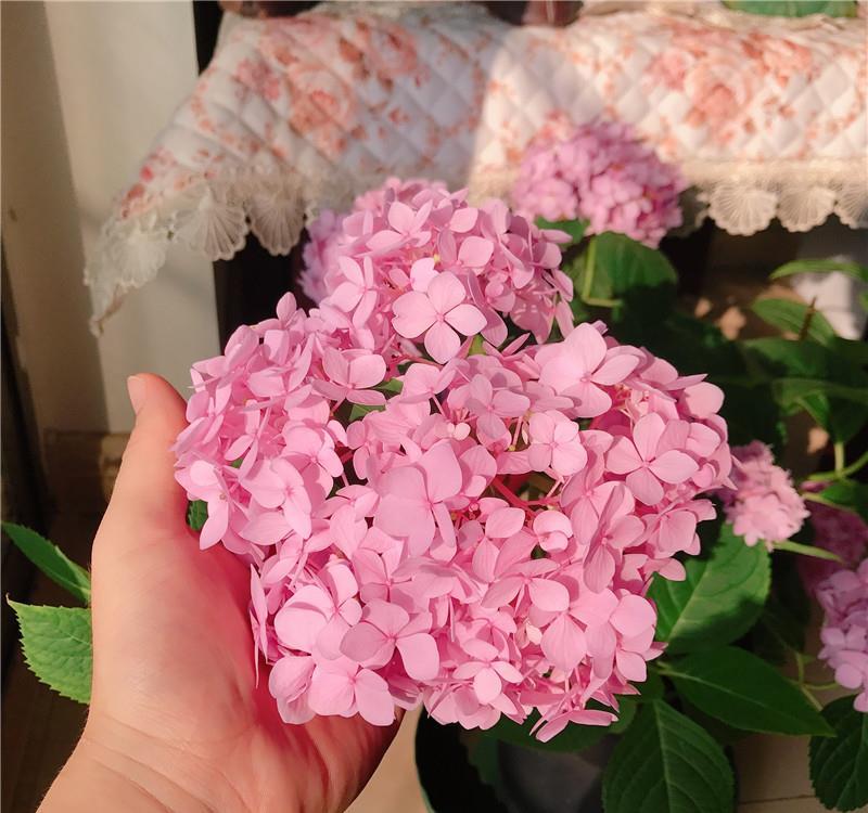 花儿■90天前,绣球花刚开箱,90天后,花儿已凋谢,一起来坐时光机~