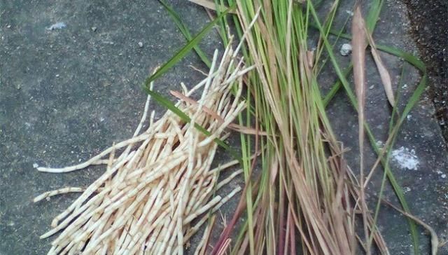  「收益」它是恶性杂草，农民恨得牙痒痒，现在人工种植成了高收