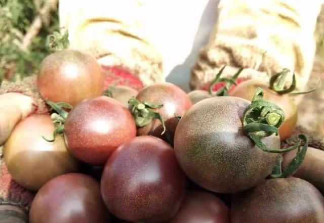  亩产值@号称亩产值10万元，农民种了就亏钱，又是炒作起来的蔬菜