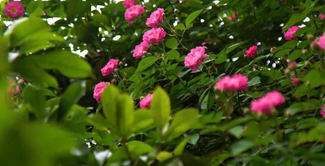  「木香花」老门东，花都开好了！