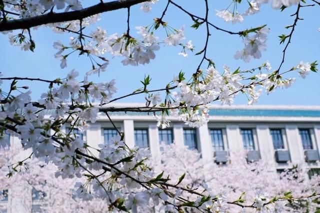 这7个火车高铁直达的赏樱圣地，将撑起整个中国的颜值！