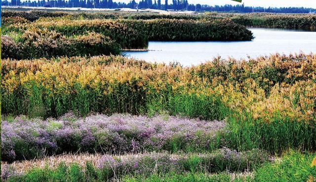  #生态#价值1万亿的咸水湖，却是中国西部沙尘暴源头之一，生态问