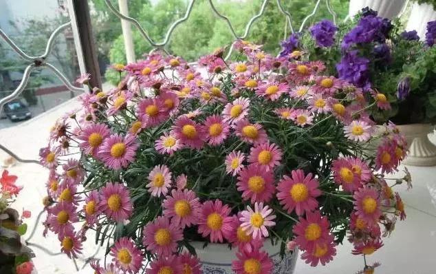 大岩桐|这“5种花”,别喷水到叶子上,要不马上“死给你看”,就是任性