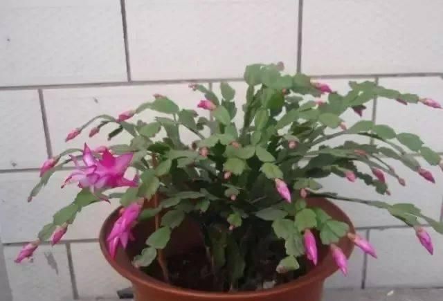  『适合』家里适合摆放这几种多肉植物盆栽，常年养在灯光下仍旧能长好