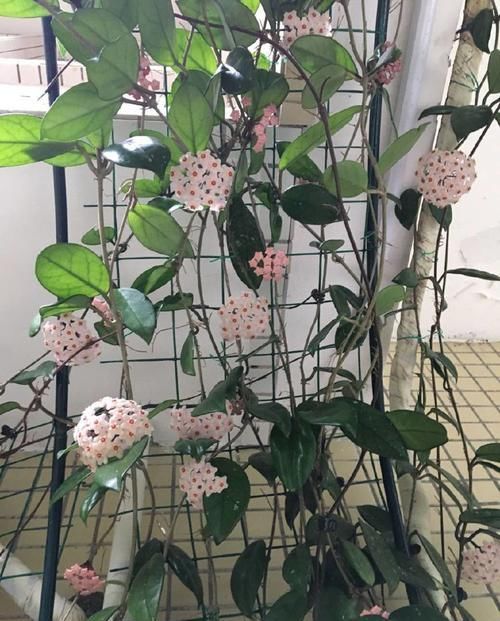  「扑鼻」4种花香扑鼻的花朵，比香水还香，耐看好养，芳香四溢，清香怡人