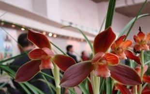  『养殖』红河红兰花、花色香艳,是兰花中的经典,阳台养一棵,花开200天