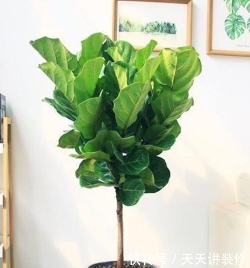  [甲醛]家养4种植物，有着很好的净化空气效果，带走甲醛和二手烟！