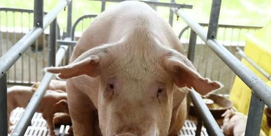 美国为什么能成为“养猪第一强国”? 看看人家的猪粪就知道了