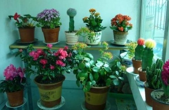  着非常好：这3种“植物”哪怕再“贵”也要买，客厅养一盆，生活更健康！