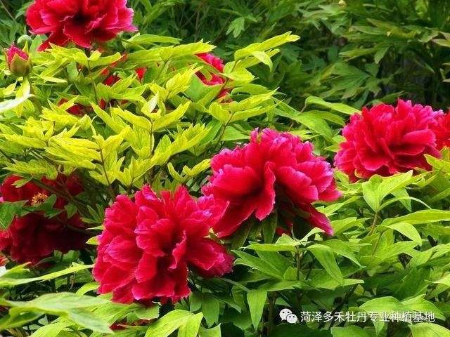 牡丹:教你欣赏牡丹了解牡丹,史上最全面的总结!