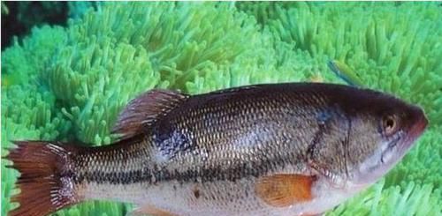  水产@广东首届渔业种博会下月南沙举行，渔业高科技园现场展示