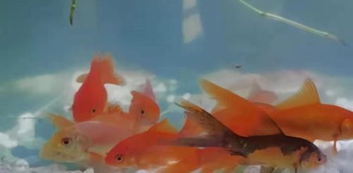 #火龙果#家里准备5个花盆,不种花,专种水果,一年四季,水果不断