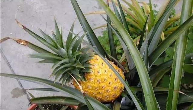  『盆栽水果』吃剩的菠萝头，泡一泡，又结小菠萝，耗费2年，值不值呢