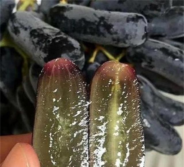  [果树]还在养绿萝？聪明人都养此果树，新手可种、果甜如蜜、结果两箩筐