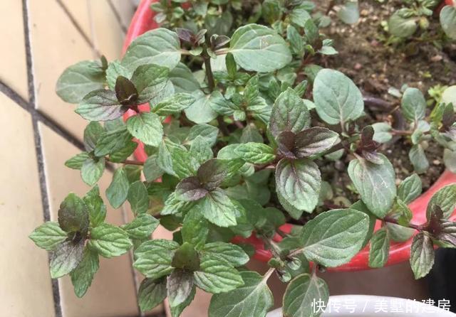  「水果鼠尾草」6种香香花，厨房客厅都能养，闻着香吃着也香，摘一把长10盆！