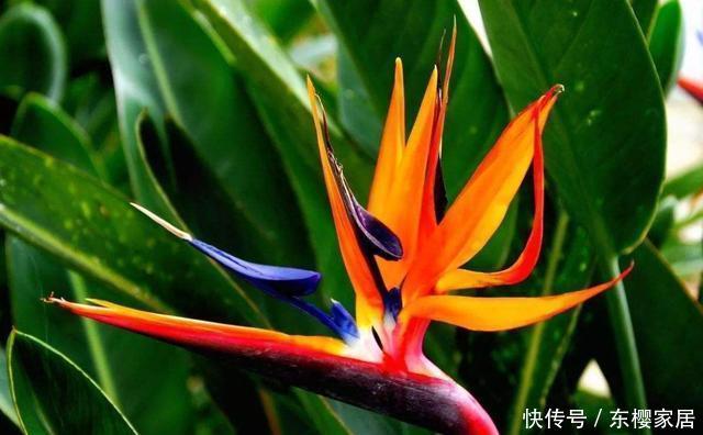 『喜欢』喜欢在家中养护花卉,就选择花期长,花色绚丽的5种花卉,非常美