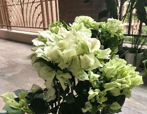  『技巧』三角梅矮化促花芽分化技巧，没事喷喷“它”，开花爆盆又造型紧凑