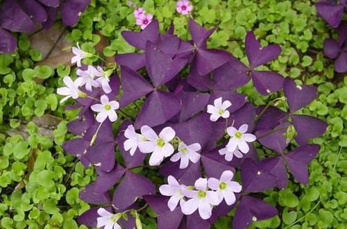  『比花朵还』这4种耐阴花，“叶子”比花朵“更值钱”，北房间“没光”也能养