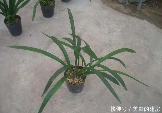兰花:如果你喜欢兰花就养它,亲民不傲娇