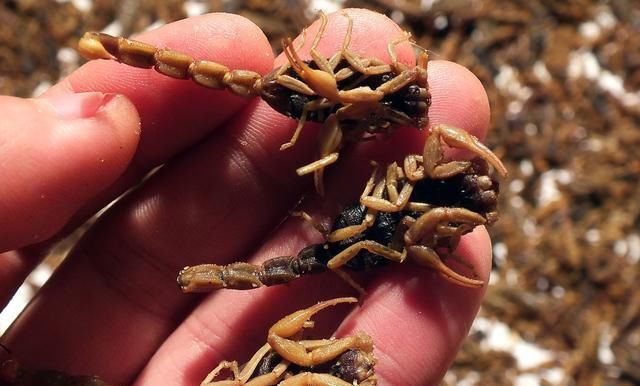  金钱龟@这三个养殖项目，有钱也不要投资，否则哭都没地哭