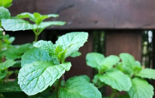 十一月，家里的植物