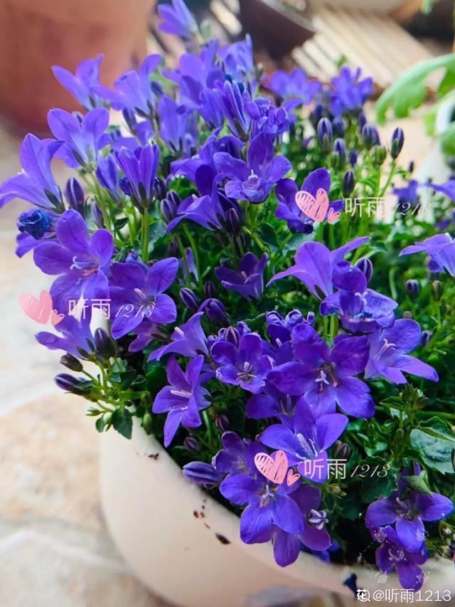 开出漂亮■阳春三月,出门踏青,原来有这么多漂亮花!