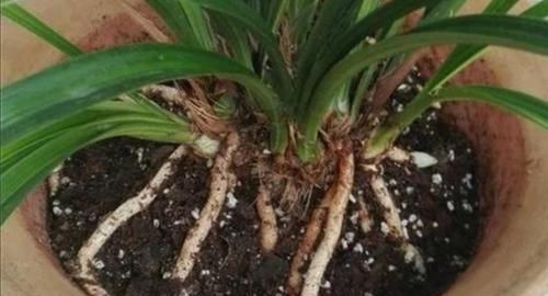  [旺盛]家庭养好花草，土壤配制是关键，做好这3点，长势旺盛