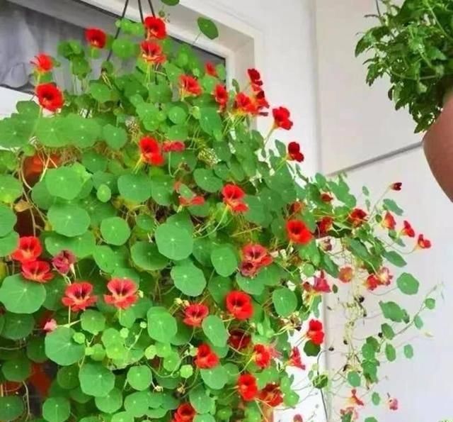  「爆花」这八种“爆花小机器”吊着养更疯狂，像个大花球，漂亮极了