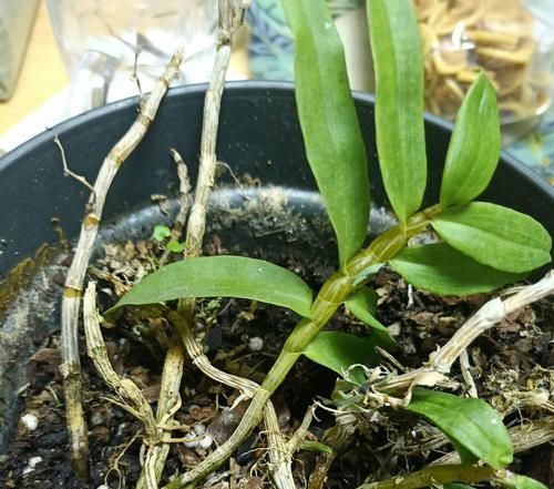 『石斛』分享我的石斛故事:养石斛兰根系不是那么重要,无根也能冒芽开花