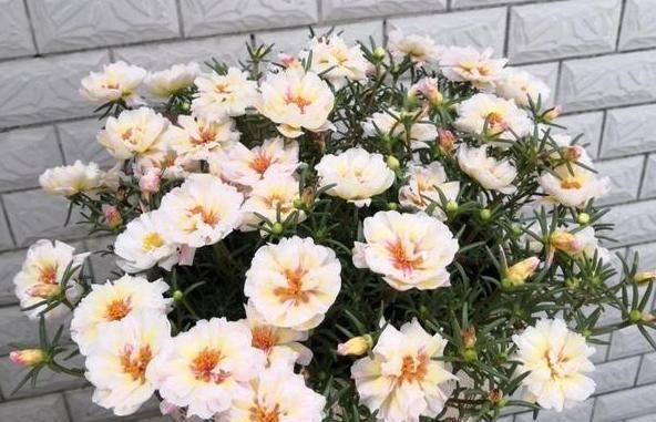  得养：在5月份,得养“生根快”的花卉,2个月繁殖“20盆”,好看!