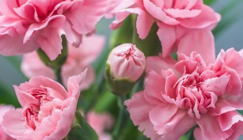  「长达」3种花很好养，简单养护就爆盆，开花漂亮色彩鲜艳，花期长达200天