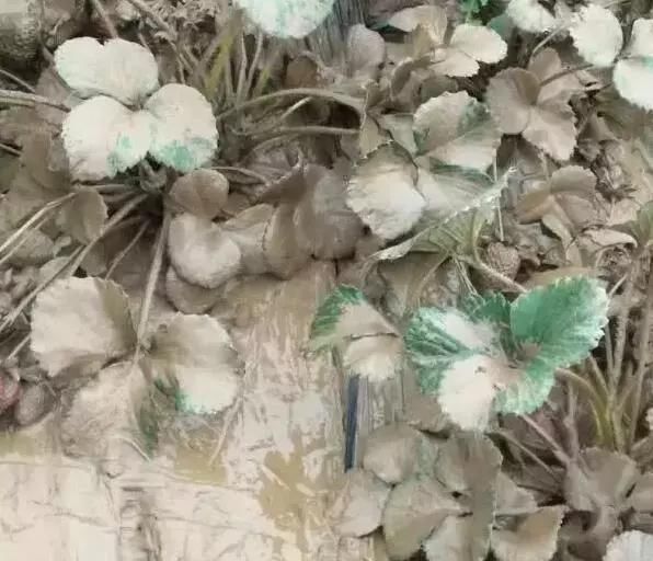 痛心！冰雹、暴雨、霜冻突袭，农民损失惨重！（附补救措施）