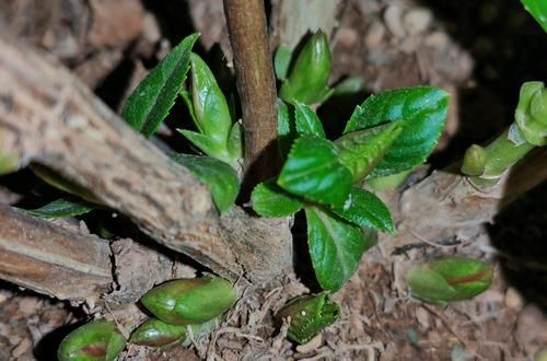  『越冬养护』绣球花的脚芽挤在一团需要掰掉吗？挤挤更健康，芽多来年惊喜不断
