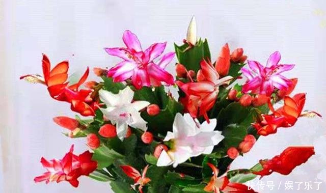  【方法】养君子兰、蟹爪兰十几年一直用它，叶片绿得发黑，年年花开似火