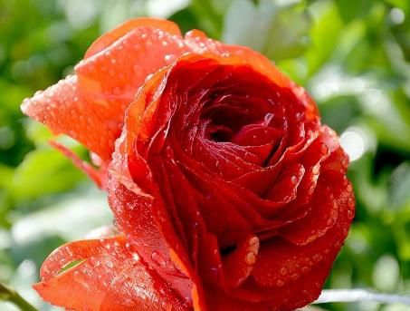  「美爆」阳台养此款植物，似优雅莲座，娇柔优雅，花开美轮美奂，美爆了