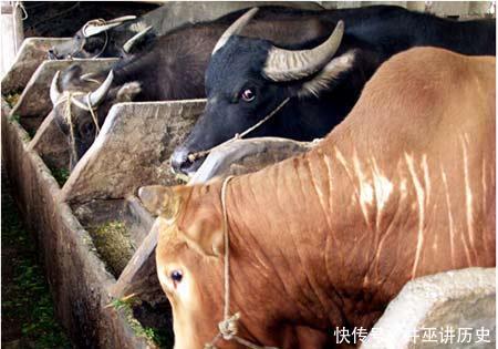  「秸秆」秸秆如何养牛, 以下几种是秸秆养殖技术, 养殖户必须了