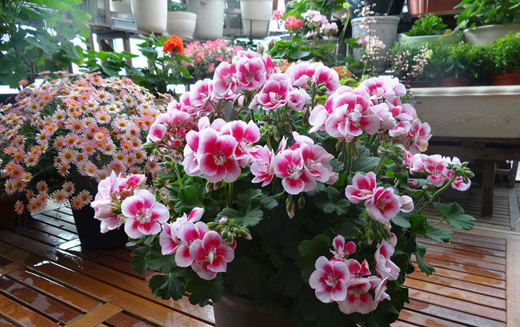  『春天』春天养这几款花，插个枝就能活，开花一簇一簇，花朵烂漫迷人眼