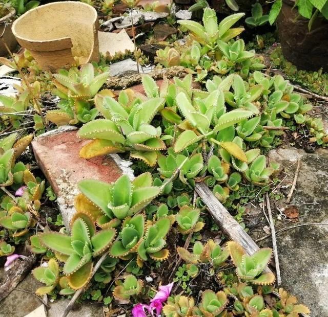 慎养■这花要慎养,每年砍掉3麻袋,照样蹭蹭长