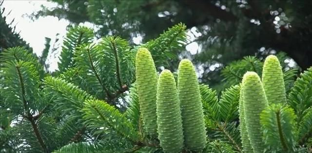  『野生植物』国家1级重点保护野生植物之百山祖冷杉