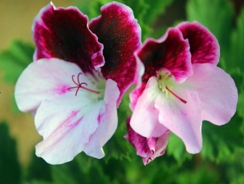  「懒人」适合懒人养的“四季花”，四季开花，枝头窜满花苞，爆出一片花海