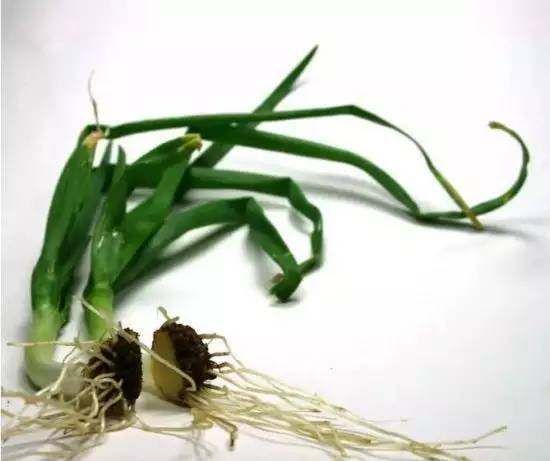  『蔬菜』常见12种蔬菜阳台种植教程，看完又能省下一笔钱啦！